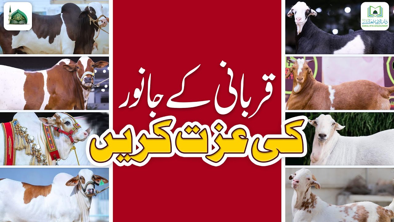 Qurbani Ke Janwar Ki Izzat Karen